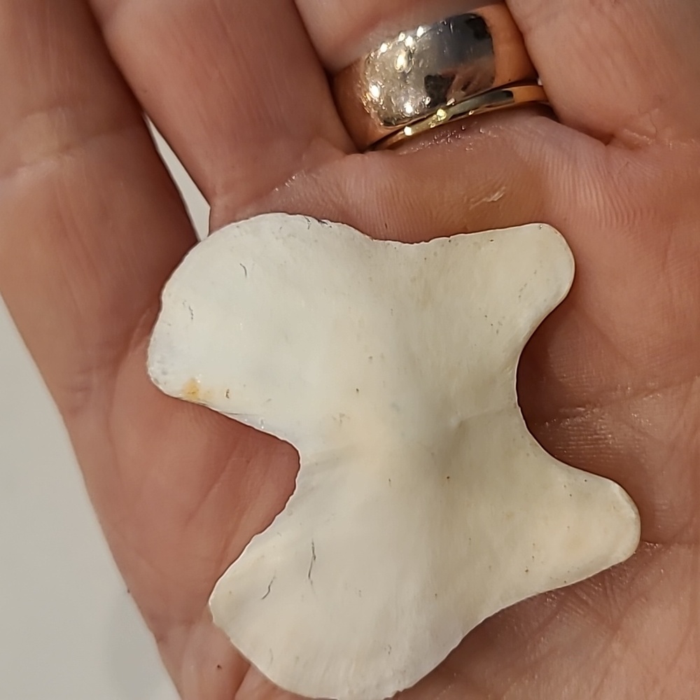 Butterfly 🦋 Shaped Craft Shells - Picture 6 of 8